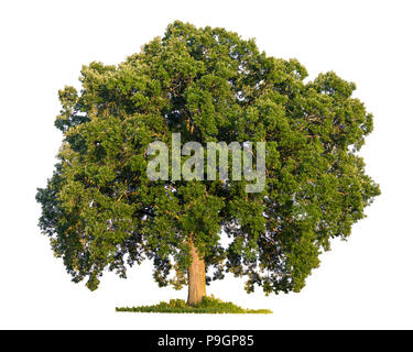 Un arbre de chêne à gros fruits (Quercus macrocarpa) isolé sur un fond blanc. Banque D'Images