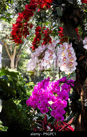 De belles fleurs à Kebun Raya Bogor Indonésie Banque D'Images