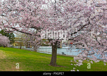 Blossoming cherry tree le long de la rivière Potomac au Potomac Park. Banc sous l'arbre en face de la rivière à Washington DC, USA. Banque D'Images