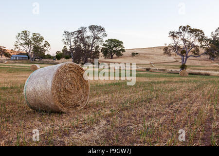 Haybails fraîchement mis sur une campagne dans les collines d'Adélaïde en Australie du Sud, le 22 novembre 2012 Banque D'Images