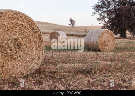 Haybails fraîchement mis sur une campagne dans les collines d'Adélaïde en Australie du Sud, le 22 novembre 2012 Banque D'Images