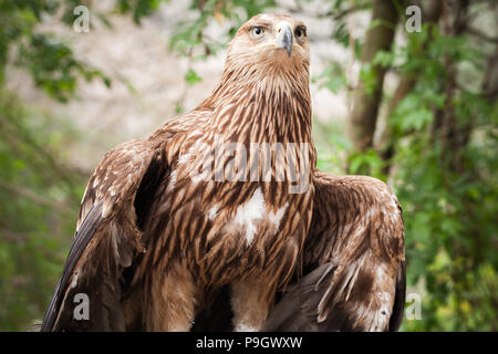 Aigle royal Aquila chrysaetos, close-up. Il est l'un des plus célèbres oiseaux de proie Banque D'Images