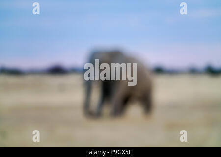 Un seul éléphant floue pour la marche arrière dans le parc d'Etosha, Namibie. Banque D'Images