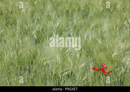 Pavot Rouge solitaire dans le champ vert Banque D'Images