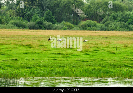 Trois Cigognes blanches, à la recherche de nourriture sur une verte prairie dans la plaine de la rivière en été Banque D'Images