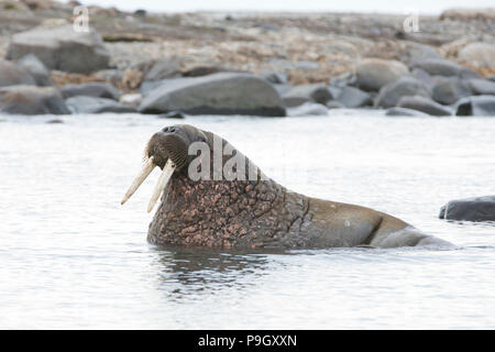 Le morse (Odobenus rosmarus) au Svalbard Banque D'Images