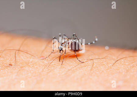 Close-up moustique femelle (Aedes aegypti) sucer le sang de la peau humaine Banque D'Images