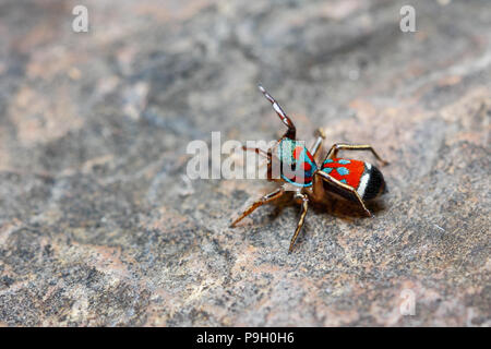 Araignée sauteuse colorés / cavalier métallique (araignée) semiglaucus Siler(femelle) sur fond de roche (prises à partir de la Thaïlande, en Asie du sud-est) Banque D'Images