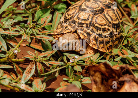 Tortue léopard - Geochelone pardalis - à la recherche de nourriture en Namibie. Banque D'Images