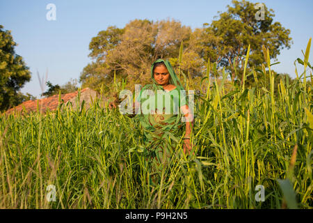 Un exploitant agricole travaillant sur sa ferme en Inde. Banque D'Images