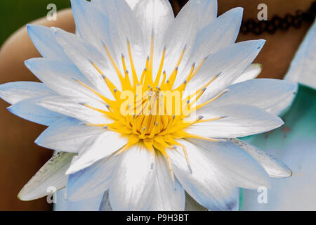 Nymphaea nouchali - Water Lilly Banque D'Images