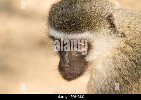 Visage d'un singe - Chlorocebus pygerythrus - à l'écart plutôt que de répondre aux gros oeil de la caméra. Banque D'Images