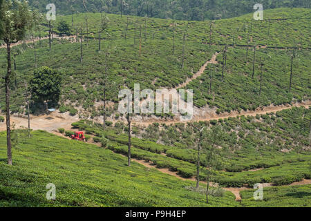 Un tracteur rouge en argent chez les chênes ( Grevillea robusta ) qui sont répandues sur une plantation de thé dans la région de Tamil Nadu, Inde Banque D'Images