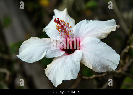 Fleur d'Hibiscus rouge et blanc Banque D'Images