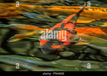La carpe koï rouge et noir ou Nishikigoi - Cyprinus carpio - swirling grâce à un étang du poisson. Banque D'Images