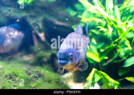 Pygocentrus nattereri savent également comme Piranham à ventre rouge, poisson amazonien Banque D'Images