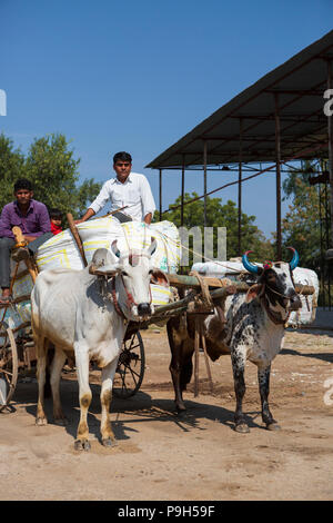 Les agriculteurs venant avec leur coton biologique à l'égrenage du coton dans le Madhya Pradesh, en Inde. Banque D'Images