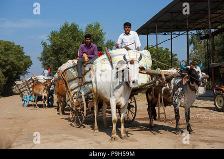 Les agriculteurs venant avec leur coton biologique à l'égrenage du coton dans le Madhya Pradesh, en Inde. Banque D'Images