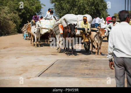 Les agriculteurs venant avec leur coton biologique à l'égrenage du coton dans le Madhya Pradesh, en Inde. Banque D'Images