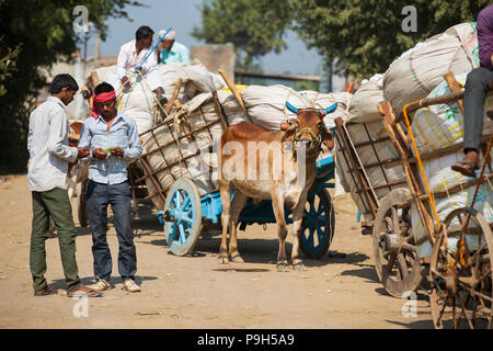 Les agriculteurs venant avec leur coton biologique à l'égrenage du coton dans le Madhya Pradesh, en Inde. Banque D'Images