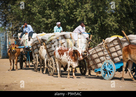 Les agriculteurs venant avec leur coton biologique à l'égrenage du coton dans le Madhya Pradesh, en Inde. Banque D'Images