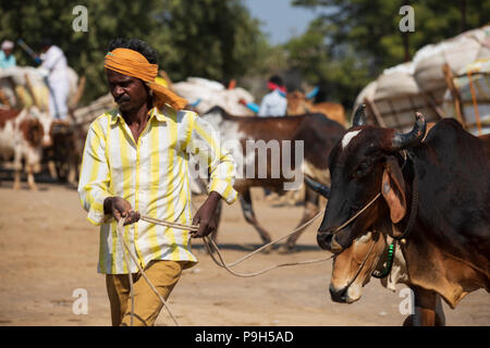 Les agriculteurs venant avec leur coton biologique à l'égrenage du coton dans le Madhya Pradesh, en Inde. Banque D'Images
