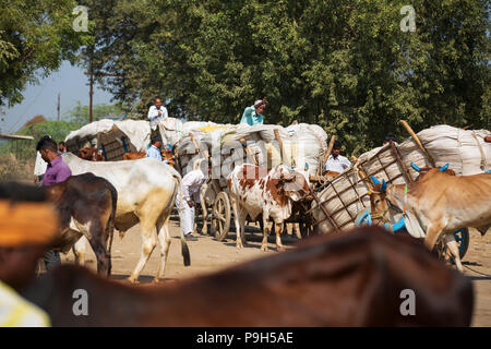 Les agriculteurs venant avec leur coton biologique à l'égrenage du coton dans le Madhya Pradesh, en Inde. Banque D'Images