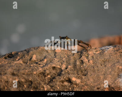 Gray swimming crab en équilibre sur les roches de couleur rouille. Banque D'Images