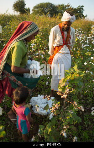 Mari et femme, les agriculteurs récoltent leur coton biologique ensemble sur leur ferme de Sendhwa, Inde. Banque D'Images