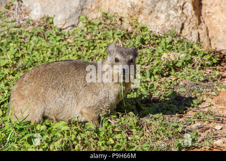 Rock Hyrax Cape Hyrax, ou Rock Badger - Procavia capensis - manger la végétation dans le Parc National d'Augrabies Falls en Afrique du Sud. Banque D'Images