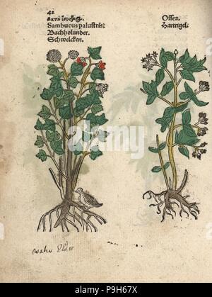 Arbre généalogique d'un aîné, Sambucus palustris, et le cornouiller, Cornus espèce ? Gravure sur bois coloriée à la gravure d'une illustration botanique d'Adam Lonicer Krauterbuch's, ou de plantes médicinales, Francfort, 1557. Cette d'une édition pirate du 17e siècle ou des illustrations de l'atlas, avec légendes en latin, grec, français, italien, allemand, et en anglais manuscrit. Banque D'Images