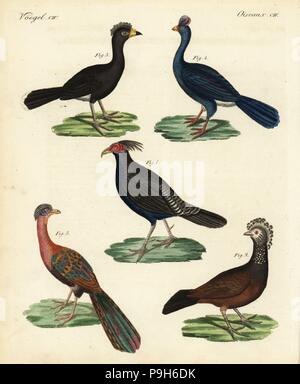 Faisan Kalij Lophura leucomelanos, 1, grand curassow, Crax rubra, 2 mâle, femelle 3, en voie de disparition, Pauxi pauxi curassow casqué, 4 et Band-tailed guan, Penelope argyrotis 5. Coloriée à la gravure sur cuivre de Johann Friedrich de Bertuch Bilderbuch fur Kinder (Livre d'images pour les enfants), Weimar, 1823. Banque D'Images