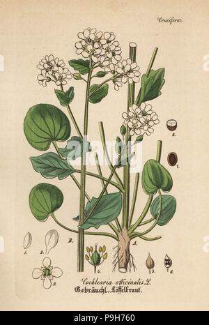 Cochlearia officinalis, Scurvygrass. Coloriée à la gravure sur cuivre du Dr. Willibald" sammtlicher mediinisch Hand-Atlas Artus-pharmaceutischer Gewachse, (Manuel de tous les médecins-usines pharmaceutiques), Iéna, 1876. Banque D'Images