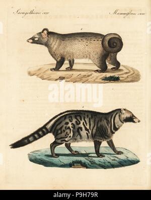 Palm civet asiatique, Paradoxurus hermaphroditus civette africaine et 1, Civettictis civetta 2. Coloriée à la gravure sur cuivre de Johann Friedrich de Bertuch Bilderbuch fur Kinder (Livre d'images pour les enfants), Weimar, 1823. Banque D'Images