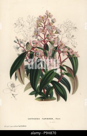 Châle espagnol, Centradenia floribunda. Lithographie coloriée de Louis van Houtte et Charles Lemaire Fleurs des Jardins et serres de l'Europe, Flore des serres et des Jardins de l'Europe, Gand, Belgique, 1867-1868. Banque D'Images