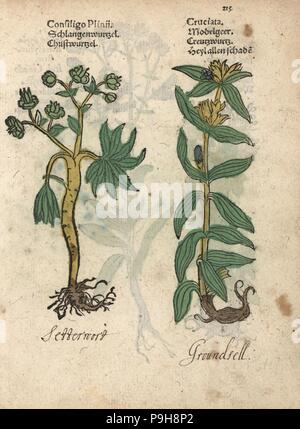L'hellébore fétide helleborus foetidus, et le séneçon vulgaire, Senecio vulgaris. Gravure sur bois coloriée à la gravure d'une illustration botanique d'Adam Lonicer Krauterbuch's, ou de plantes médicinales, Francfort, 1557. Cette d'une édition pirate du 17e siècle ou des illustrations de l'atlas, avec légendes en latin, grec, français, italien, allemand, et en anglais manuscrit. Banque D'Images