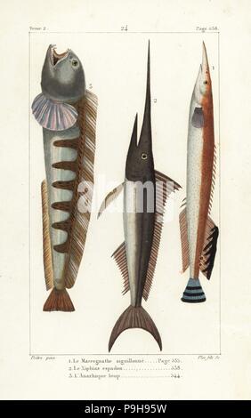 L'anguille épineuse moindre, Macrognathus aculeatus, espadon, Xiphias gladius, et poisson-loup, Anarhichas lupus. La gravure sur cuivre coloriée par Plee Jr. après une illustration par Jean-Gabriel pretre de Bernard Germain de Lacépède, Histoire naturelle des quadrupèdes ovipares, des serpents, des poissons et des cétacés, Eymery, Paris, 1825. Banque D'Images