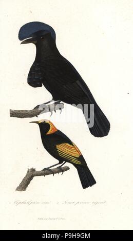 Amazonian umbrellabird, Cephalopterus ornatus, et regent, oiseau Sericulus chrysocephalus (mâle). Coloriée à la gravure sur cuivre de René Primevère Lesson's complète de Buffon, Pourrat Frères, Paris, 1838. Banque D'Images