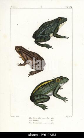 Politique européenne de grenouille, Rana temporaria 1,2, et American ouaouaron, Rana catesbeiana 3. La gravure sur cuivre coloriée par Plee Jr. après une illustration par Jean-Gabriel pretre de Bernard Germain de Lacépède, Histoire naturelle des quadrupèdes ovipares, des serpents, des poissons et des cétacés, Eymery, Paris, 1825. Banque D'Images