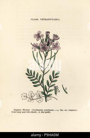 Cardamine des prés, Cardamine pratensis. Gravure sur bois coloriée à la main James gravures de botanique populaire, Orr et Smith, Londres, 1835. James (1775-1846) Principal était un jardinier botaniste écossais, et écrivain. Banque D'Images