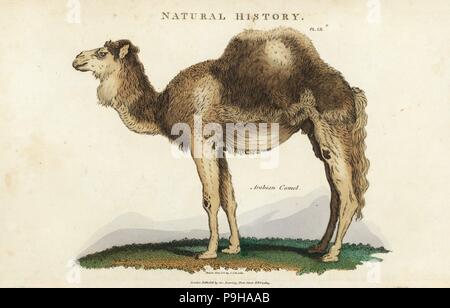 Arabian, dromadaire ou un chameau, Camelus dromedarius. La gravure sur cuivre coloriée après Sydenham Edwards de John Mason bon's Pantologia, une nouvelle encyclopédie, G. Kearsley, Londres, 1813. Banque D'Images