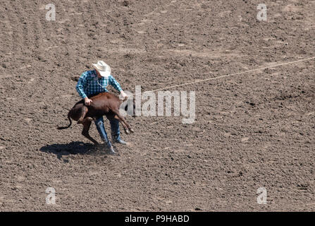 Calf roping au Calgary Stampede Rodeo, Stampede, Calgary, Alberta, Canada Banque D'Images