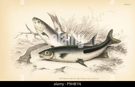 Des truites d'Amérique du Sud, Brycon falcatus (thick-lipped chalceus, Chalceus labrosus) 1, et halfline, Leporinus nigrotaeniatus leporinus (black-striped chalceus Chalceus taeniatus, nigro-) 2. Gravure coloriée par W.H. Après une illustration Lizars par James Stewart de Robert Schomburgk de poissons de Guyane, la partie de Sir William Jardine's Naturalist's Library : l'ichtyologie, Édimbourg, 1841. Banque D'Images