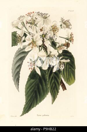 Variété de poire nommé pour Pollwill pollveria Baron, Pyrus. La gravure sur cuivre coloriée par George Cooke après Thomas Shotter Boys de Conrad Loddiges Cabinet Botanique', London, 1825. Banque D'Images