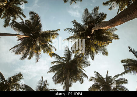 Les arbres tropicaux contexte concept. de long feuilles de palmier sur fond de ciel bleu avec des nuages blancs. sous les palmiers. Vue de dessous Banque D'Images