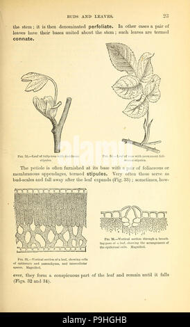 Un manuel de la botanique médicale d'Amérique du Nord Banque D'Images