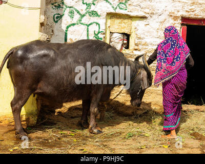 Femme indienne echelle son buffle dans la chaleur du jour à Sanouli Kumaon Hills Village,, Uttarakhand, Inde Banque D'Images