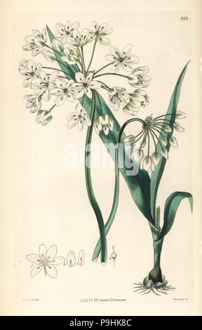 L'ail de Naples ou de l'ail de la jonquille, Allium neapolitanum (moly). La gravure sur cuivre coloriée par Edwin Smith Weddell après Dalton de John Lindley et Robert Sweet's Jardin de fleurs ornementales et d'arbustes, G. Willis, Londres, 1854. Banque D'Images