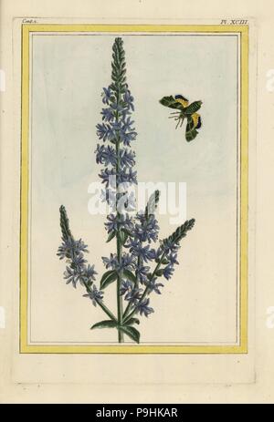 La Salicaire. La salicaire pourpre, Lythrum salicaria. Gravure coloriée de Pierre Joseph Buchoz' Collection precieuse et enluminee des fleurs les plus belles et les plus curieuses, qui se cultivent tant dans les jardins de la chine, que dans ceux de l'Europe, Paris, 1776. Banque D'Images