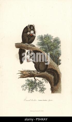 Écureuil géant noir ou écureuil géant malais, Ratufa bicolor (Sciurus bicolor). Coloriée à la gravure sur cuivre de René Primevère Lesson's complète de Buffon, Pourrat Frères, Paris, 1838. Banque D'Images